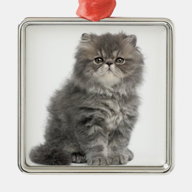 Persian Kitten (2 months old) sitting Metal Ornament (Front)