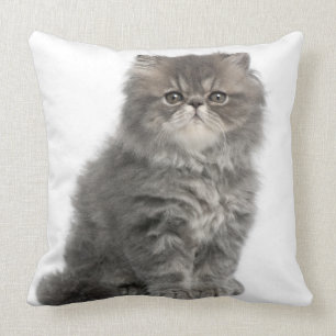 Persian Kitten (2 months old) sitting Throw Pillow