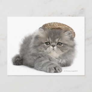 Persian Kitten (2 months old) wearing a straw Postcard