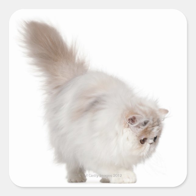 Persian kitten (3 months old) square sticker (Front)