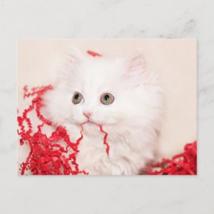 Persian kitten Christmas Holiday Postcard