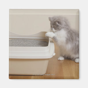 Persian Kitten looking at litter box Magnet