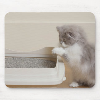 Persian Kitten looking at litter box Mouse Pad