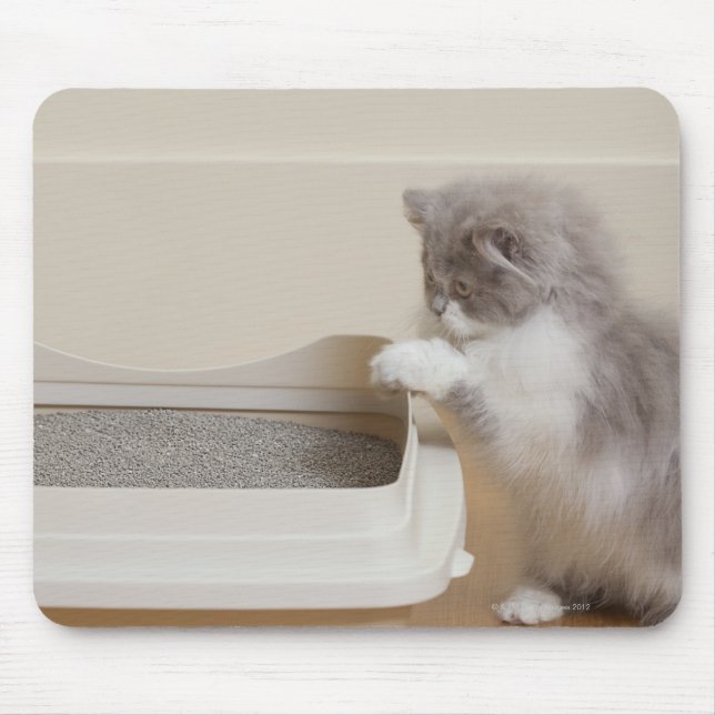 Persian Kitten looking at litter box Mouse Pad (Front)
