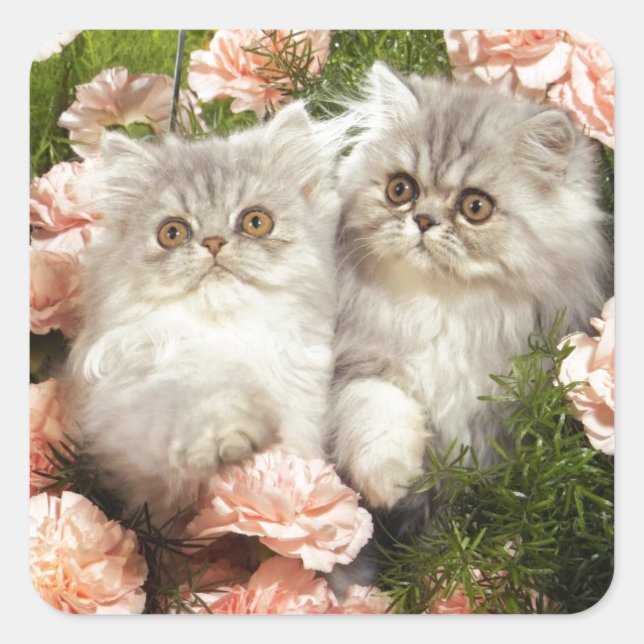 Persian Kittens Play in Pink Flowers Square Sticker (Front)