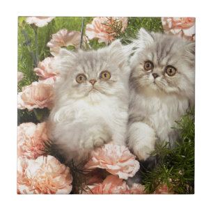 Persian Kittens Play in Pink Flowers Tile
