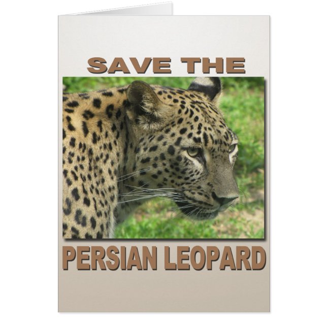 Persian Leopard (Front)