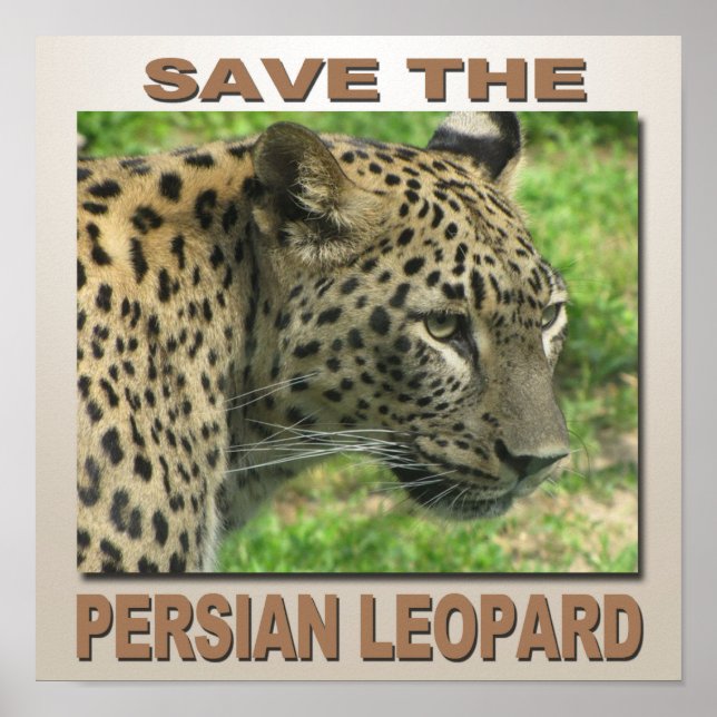 Persian Leopard Poster (Front)
