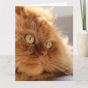 PERSIAN ORANGE CAT BEAUTIFUL BIRTHDAY CARD