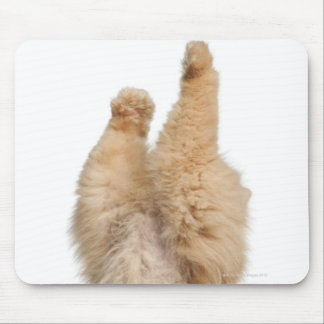 Persian playing (3 years old) mouse pad