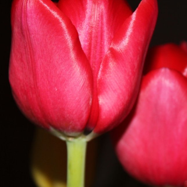 Persian Pond Mug (Creator Uploaded)