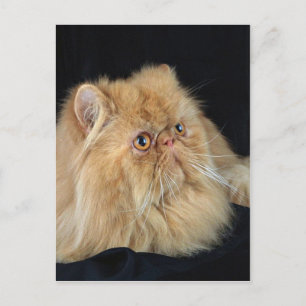 Persian, red postcard