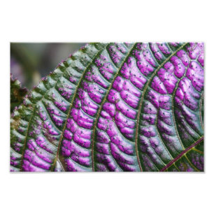 Persian Shield Photo Print