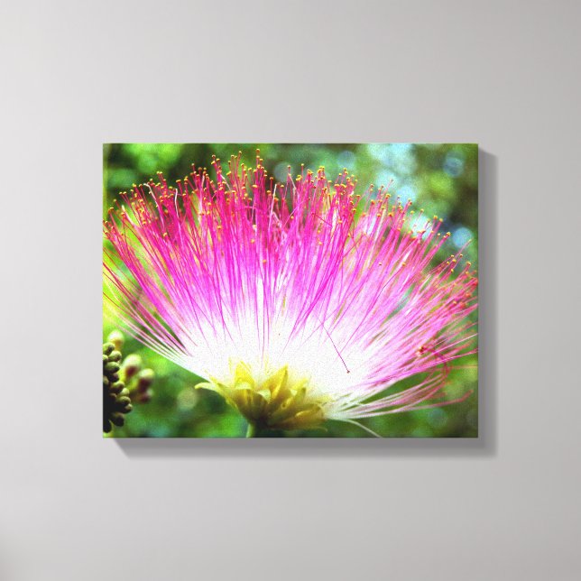 Persian Silk Tree Flower Canvas Print (Front)