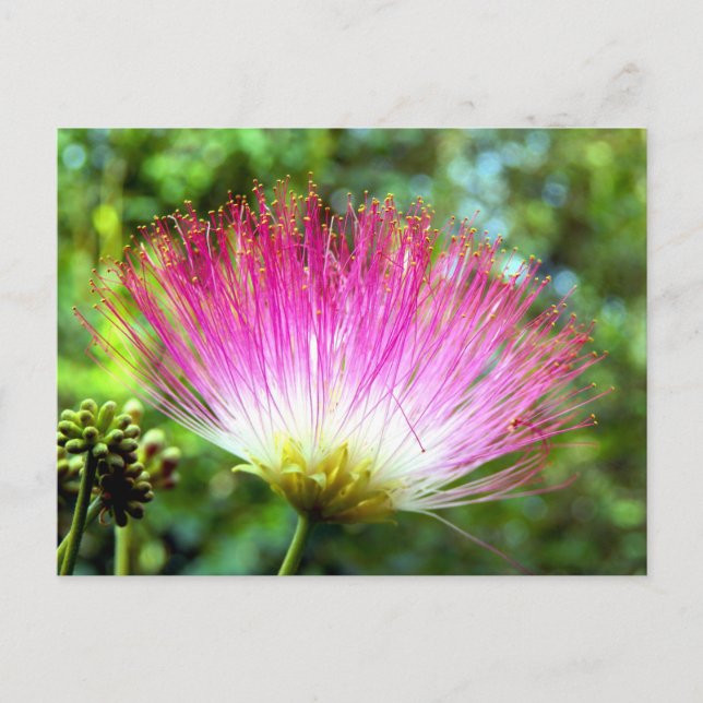 Persian Silk Tree Flower Postcard (Front)
