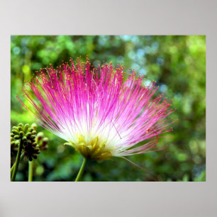 Persian Silk Tree Flower Poster