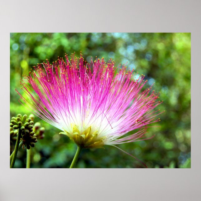 Persian Silk Tree Flower Poster (Front)