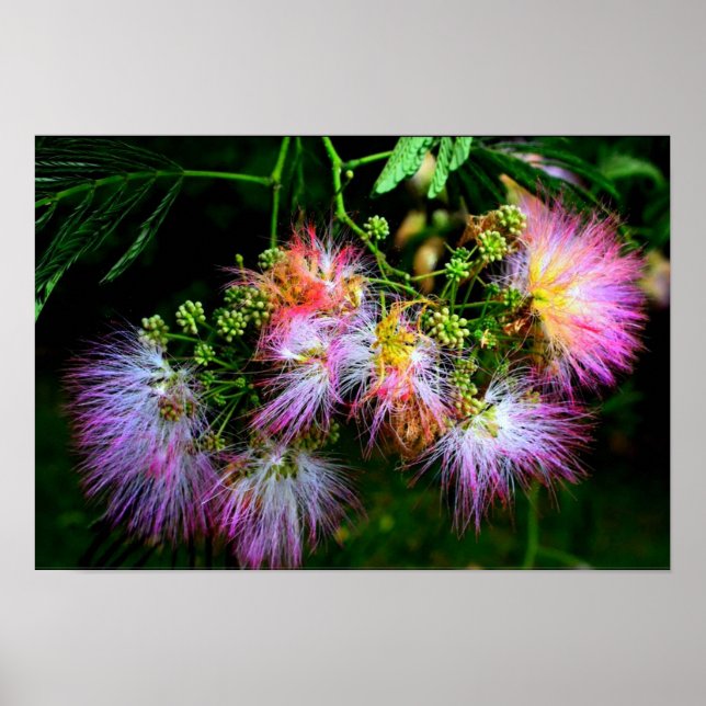 Persian Silk Tree (Mimosa) in full bloom Poster (Front)