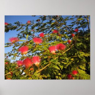 Persian Silk Tree Poster