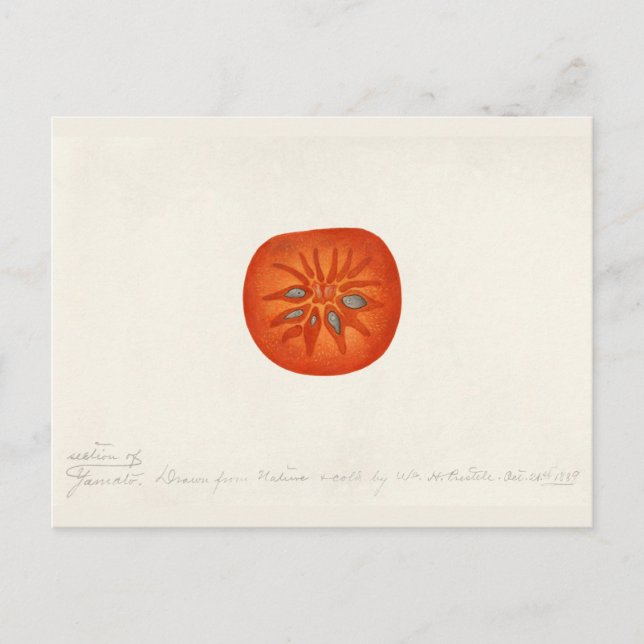 Persimmon (Diospyros) Fruit Watercolor Painting Postcard (Front)