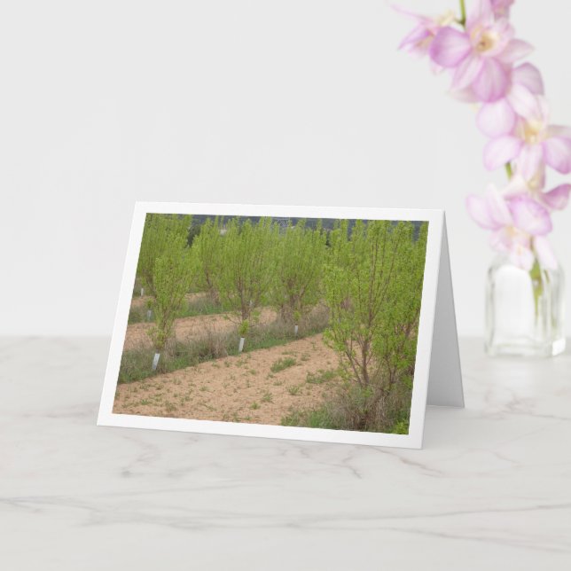 Persimmon Trees in Spring Card (Orchid)