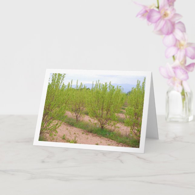 Persimmon Trees in Spring Card (Orchid)