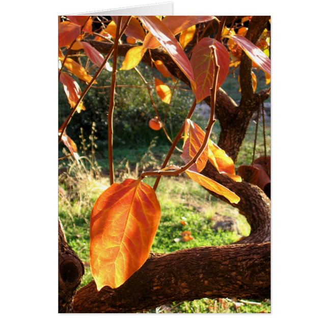Persimmons (Front)