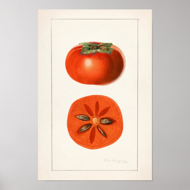 Persimmons Fruit Watercolor Painting Poster (Front)
