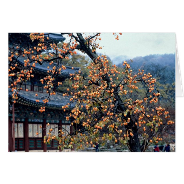 Persimmons tree, fall (Front Horizontal)