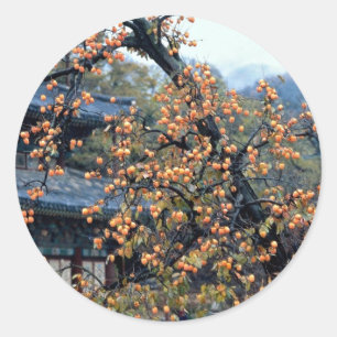 Persimmons tree, fall classic round sticker