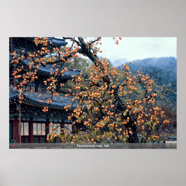 Persimmons tree, fall poster (Front)