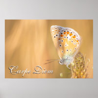Personal Carpe Diem beautiful butterfly portrait