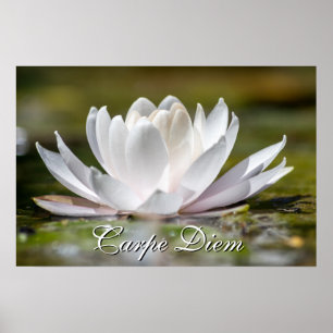 Personal Carpe Diem white water lily blossom Poster
