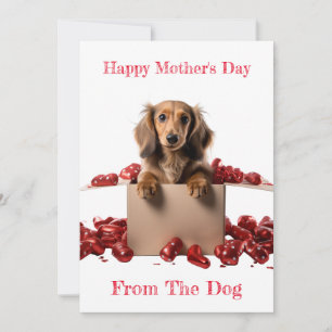 Personalise Long Hair Dachshund Pup Mothers Day Holiday Card