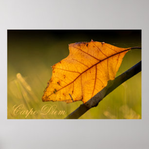 Personalizable Carpe Diem with colourful leaf Post Poster