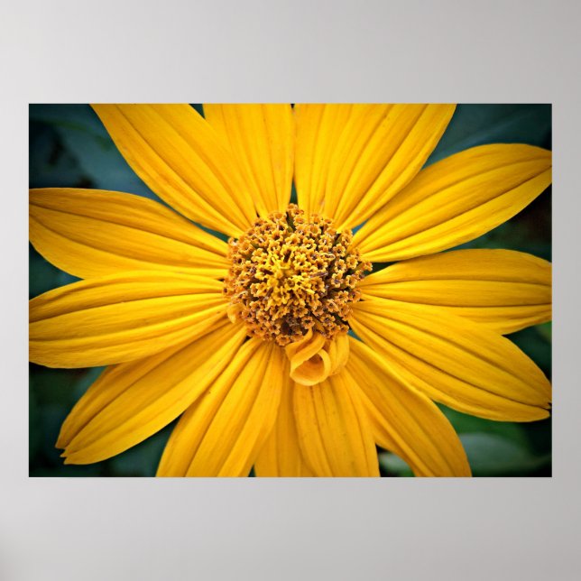 Personalize Beautiful Yellow Flower Poster (Front)