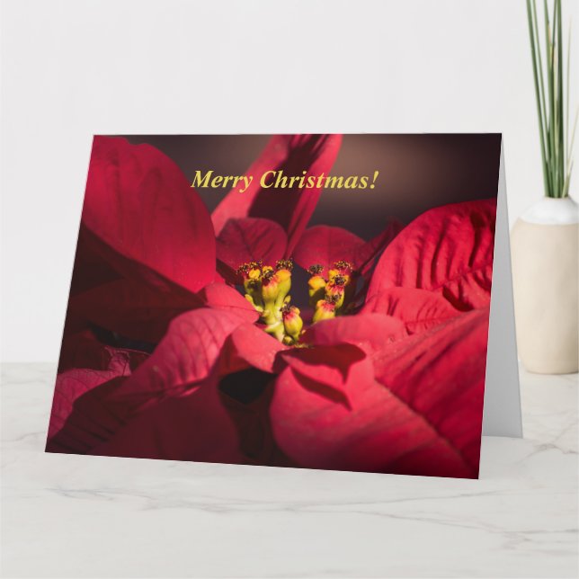 Personalize Christmas Red poinsettia in blossom Card (Front)
