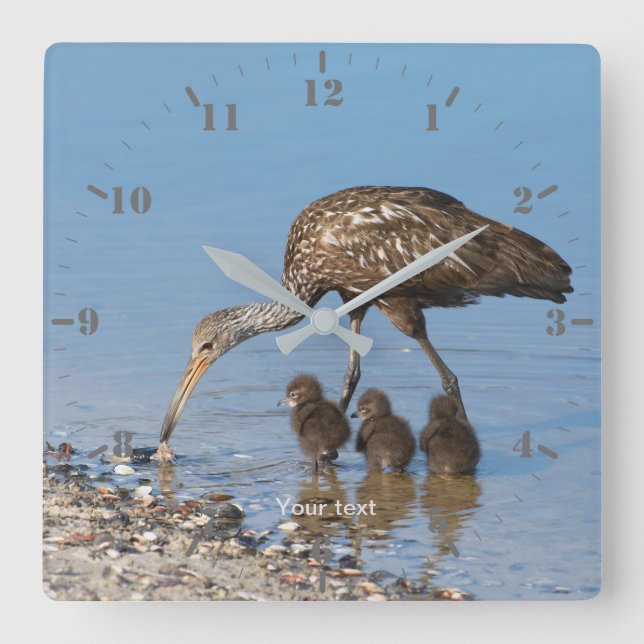 Personalize Limpkin bird with its three babies Square Wall Clock (Front)