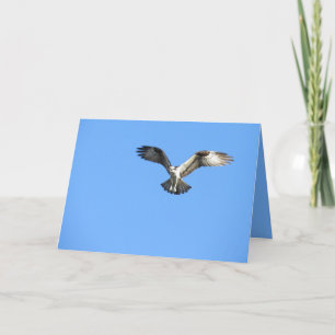 Personalize this Osprey Bird Greeting Card