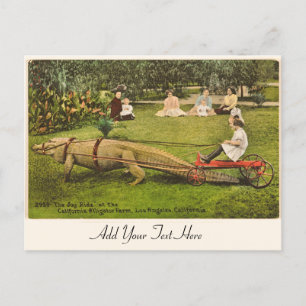 Personalized Alligator Postcard