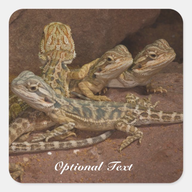 Personalized Baby Bearded Dragon Lizard Jigsaw Puz Square Sticker (Front)