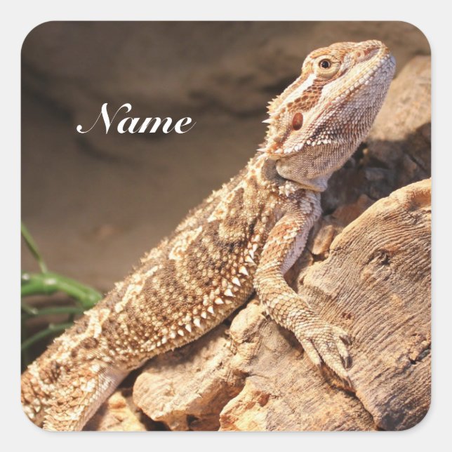 Personalized Baby Bearded Dragon Lizard Square Sticker (Front)