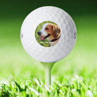 Personalized Beagle Dog Photo and Dog Name
