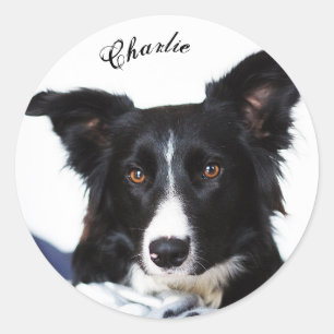Personalized Black and White Border Collie Classic Round Sticker