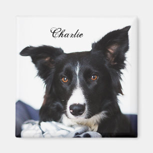 Personalized Black and White Border Collie Magnet