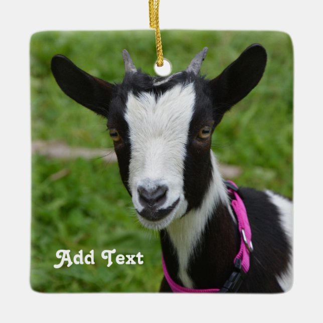 Personalized Black and White Dwarf Goat Ceramic Ornament (Front)