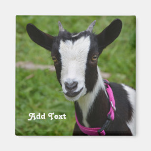Personalized Black and White Dwarf Goat Magnet
