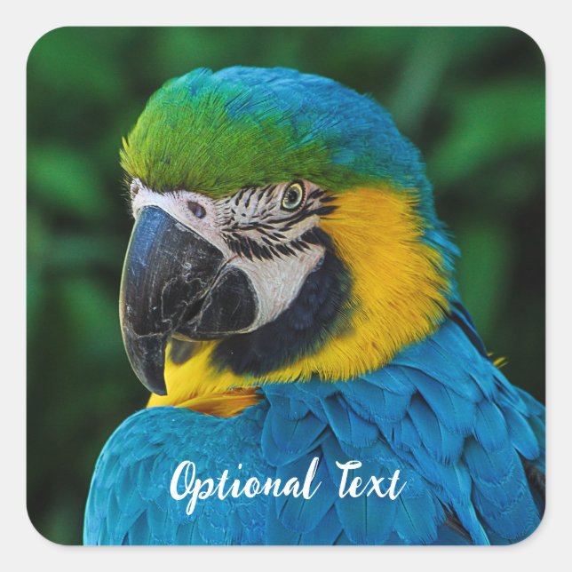 Personalized Blue and Yellow Macaw Parrot Square Sticker (Front)