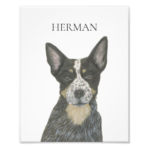 Personalized Blue Heeler Cattledog Photo Print