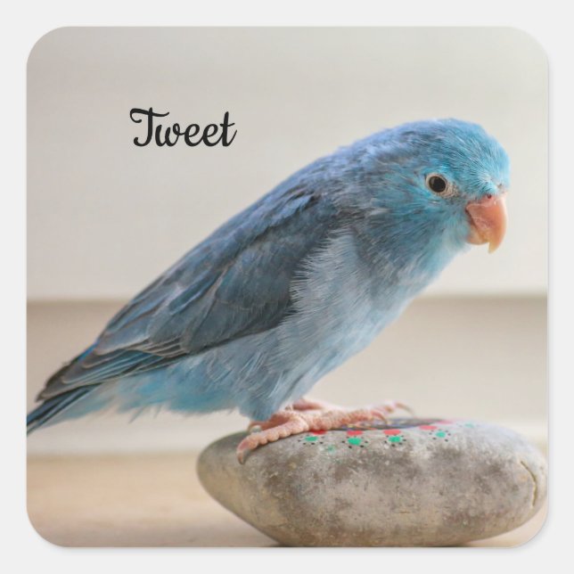 Personalized Blue Parrotlet Pet Bird Square Sticker (Front)